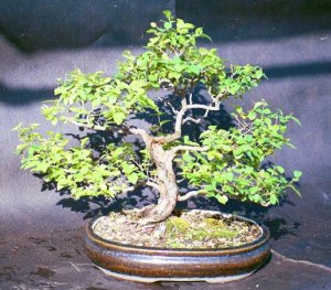 Sageretia Theezans Bonsai